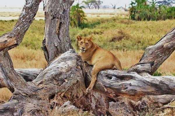 Safari in Tanzania guida e consigli