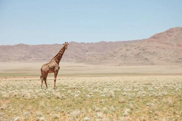 Safari in Tanzania