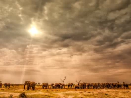 Qual è il periodo più indicato per fare un viaggio in Botswana