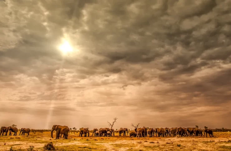 Qual è il periodo più indicato per fare un viaggio in Botswana
