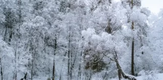 Che lingua si parla in Lituania? Scopri la lingua ufficiale e le altre lingue presenti Che Lingua si Parla in Lituania